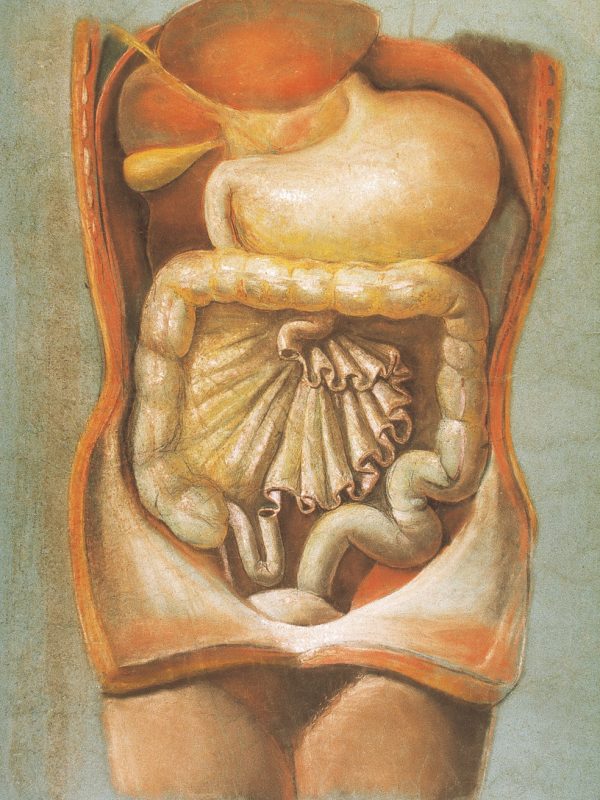 Lámina n.º 10 Pastel sobre papel, 118 x 82,5 cm Universidad de Zaragoza