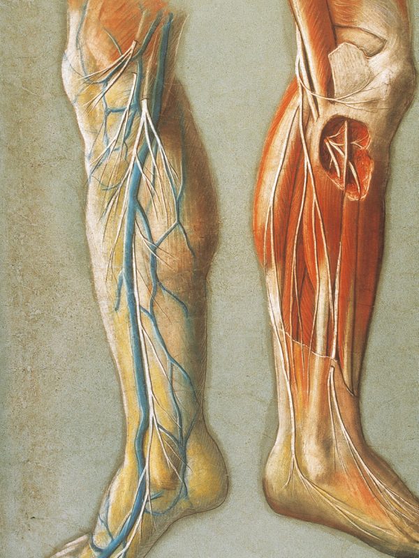 Lámina n.º 8 Pastel sobre papel, 125 x 83 cm Universidad de Zaragoza