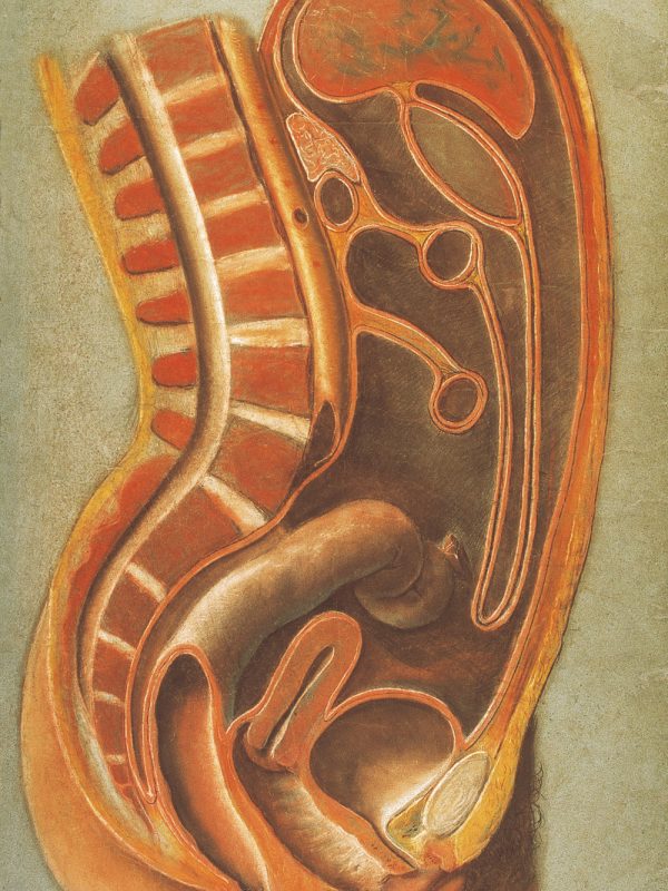 Lámina n° 9 Pastel sobre papel, 123 x 83 cm Universidad de Zaragoza