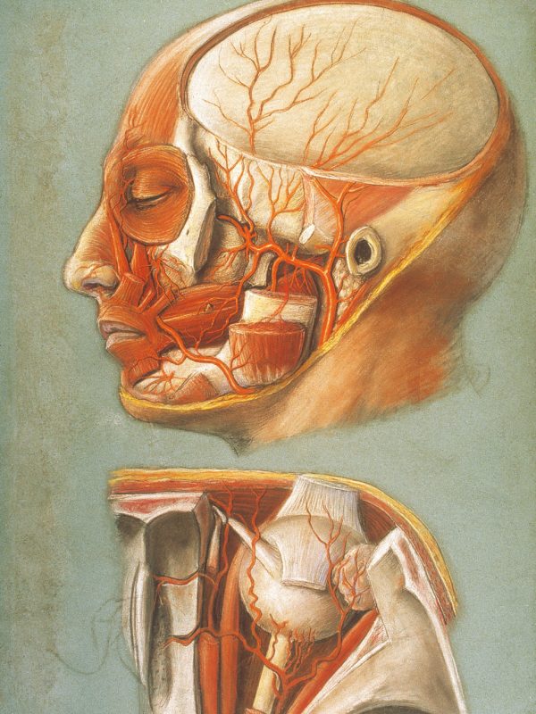 Cavidad orbitaria Lámina n° 6 Pastel sobre papel, 125,5 x 82,5 cm Universidad de Zaragoza