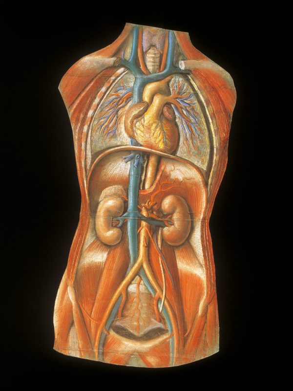Lámina n° 1 Pastel sobre papel, 110 x 75 cm Universidad de Zaragoza